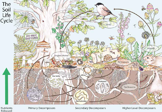 Afbeelding getiteld: The Soil Life Cycle. Tekening met boom, begroeide aarde en wat zich ondergronds afspeelt. Pijl van beneden naar boven: Nutriens Released. Er zijn Primary, Secondary en Higher Level Composers.