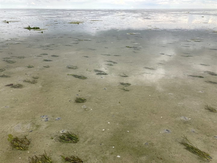 Overzichtsfoto van een groot stuk waddenzee tijdens laag water waardoor er maar een dun laagje water staat. In dat dunne laagje water zie je her en der verspreid wat pollen zeegras.