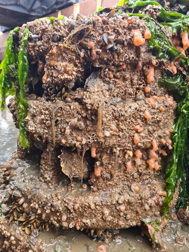 Op een kunstmatige rif die uit het water is gehaald is zeewier zichtbaar en ander zeeleven.
