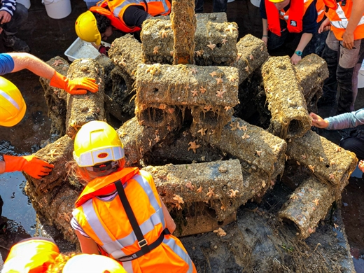 Mensen met gele helmen en oranje hesjes onderzoeken de uit het water gehaalde kunstriffen. Daarop zijn bruinig zeewier en zeesterren te zien.
