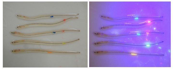 Glasaal en rodeaal met VIE tags